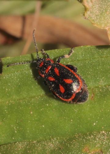 Réf. 227 539 : Oedionychis cincta
